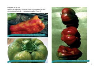 71
Síntomas en frutos
Frutos con manchas cloróticas (Foto A) formando círculos
concéntricos (Foto B) . Frutos deformados (Foto C).
Frutos con manchas cloróticas. Foto A
Formando círculos concéntricos. Foto B Frutos deformados. Foto C
 