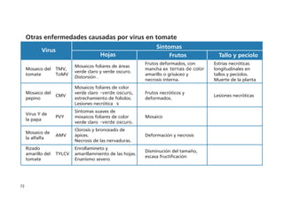 72
Otras enfermedades causadas por virus en tomate
Síntomas
Virus
Hojas Frutos Tallo y pecíolo
Mosaico del
tomate
TMV,
ToMV
Mosaicos foliares de áreas
verde claro y verde oscuro.
Distorsión .
Frutos deformados, con
mancha ex ternas de color
amarillo o grisáceo y
necrosis interna.
Estrías necróticas
longitudinales en
tallos y pecíolos.
Muerte de la planta
Mosaico del
pepino
CMV
Mosaicos foliares de color
verde claro -verde oscuro,
estrechamiento de folíolos.
Lesiones necrótica s
Frutos necróticos y
deformados.
Lesiones necróticas
Virus Y de
la papa
PVY
Síntomas suaves de
mosaicos foliares de color
verde claro -verde oscuro.
Mosaico
Mosaico de
la alfalfa
AMV
Clorosis y bronceado de
ápices.
Necrosis de las nervaduras.
Deformación y necrosis
Rizado
amarillo del
tomate
TYLCV
Enrollamineto y
amarillamniento de las hojas.
Enanismo severo
Disminución del tamaño,
escasa fructificación
 