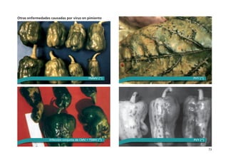 73
Otras enfermedades causadas por virus en pimiento
PMMV (*)
Infección conjunta de CMV + TSWV (*)
PVY (*)
PVY (*)
 