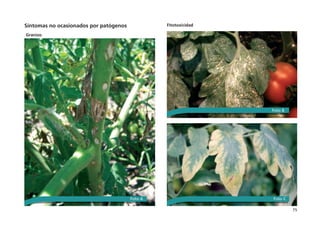 75
Síntomas no ocasionados por patógenos
Granizo
Fitotoxicidad
Foto A
Foto B
Foto C
 
