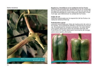 76
Daños mecánicos Rajaduras y hendiduras en la epidermis de los frutos
Síntomas ocasionados por desequilibrios en el contenido
de agua de las plantas (Fotos E y F). Suelen ser puerta de
entrada de patógenos como Alternaria alternata o Fusa-
rium spp. que desmerecen la calidad de los frutos .
 
Golpe de sol
Lesiones ocasionadas por la exposición de los frutos a la
radiación directa (Foto G).
 
Podredumbre apical
Lesiones ocasionadas por falta de traslocación de calcio a
los tejidos, principalmente debido a temperaturas excesi-
vas. Se presentan en tomate y pimiento , en este último
caso puede observarse sobre las paredes laterales del
fruto (Foto H). Puede observarse crecimiento de hongos
sobre estos tejidos afectados.
Daños mecánicos ocasionados por el hilo
de tutorado. Foto D
Hendiduras en la epidermis. Foto E
 