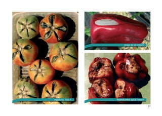 77
Golpe de sol. Foto G
Rajaduras. Foto F Podredumbre apical. Foto H
 