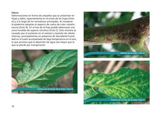 78
Edema
Deformaciones en forma de ampollas que se presentan en
hojas y tallos, especialmente en el envés de las hojas (Foto
A) y a lo largo de las nervaduras principales. Al romperse
la epidermis adoptan el aspecto de costra de color castaño
oscura (Foto B). En el haz de la hoja puede observarse una
zona hundida de aspecto clorótico (Foto C). Este síntoma es
causado por el aumento en el número y tamaño de células
internas, principalmente en presencia de abundante hume-
dad en el suelo acompañada de baja temperatura en el aire,
lo que provoca que la absorción de agua sea mayor que la
que se pierde por transpiración.
Edema en el envés de la hoja. Foto A
Edema en el haz de la hoja. Foto C
Edema en el tallo. Foto B
 