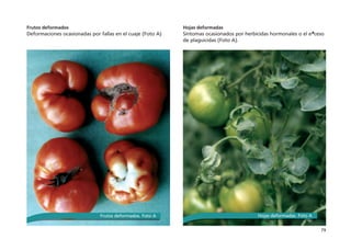 79
Frutos deformados
Deformaciones ocasionadas por fallas en el cuaje (Foto A)
Hojas deformadas
Síntomas ocasionados por herbicidas hormonales o el exceso
de plaguicidas (Foto A).
Frutos deformados. Foto A Hojas deformadas. Foto A
 
