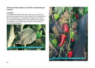 80
Síntomas relacionados con el daño ocasionado por
insectos
Fumagina
Es el desarrollo de micelio color oscuro que cubre la su-
perficie de hojas (Foto A), frutos (Foto B y C) y tallos (Foto
D), es causado por un complejo de hongos, entre ellos
los del género Cladosporium, que utilizan como sustrato
los exudados azucarados que excretan moscas blancas,
cochinillas y pulgones.
Fumagina en hojas. Foto A
Fumagina en frutos. Foto B
 