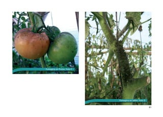 81
Fumagina en tallos. Foto D
Fumagina en frutos. Foto C
 