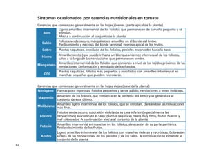 82
Síntomas ocasionados por carencias nutricionales en tomate
Carencias que comienzan generalmente en las hojas jóvenes (parte apical de la planta)
Boro
Ligero amarilleo internervial de los folíolos que permanecen de tamaño pequeño y se
enrollan.
Afecta a continuación al conjunto de la planta.
Calcio
Folíolos verde oscuro, más pálidos o amarillos en el borde del limbo.
Pardeamiento y necrosis del borde terminal, necrosis apical de los frutos.
Cobre Plantas raquíticas, enrollado de los foliolos, pecíolos encorvados hacia la base.
Hierro
Amarillamiento (que puede ir hasta un blanqueamiento) internervial de los foliolos,
salvo a lo largo de las nerviaciones que permanecen verdes.
Manganeso
Amarilleo internervial de los foliolos que comienza a nivel de los tejidos próximos de las
nerviaciones. Deformación y enrollado de los foliolos.
Zinc
Plantas raquíticas, foliolos más pequeños y enrollados con amarilleo internervial en
manchas pequeñas que pueden necrosarse.
Carencias que comienzan generalmente en las hojas viejas (base de la planta)
Nitrógeno Plantas poco vigorosas, folíolos pequeños y verde pálido, nerviaciones a veces violáceas.
Magnesio
Amarilleo de los folíolos que comienza en la periferia del limbo y se generaliza al
conjunto de este último.
Molibdeno
Amarilleo ligero internervial de los foliolos, que se enrollan, clareándose las nerviaciones
más finas.
Fósforo
Folíolos verde oscuro, coloración violeta de su cara inferior (especialmente las
nerviaciones) así como en el tallo; plantas raquíticas, tallos muy finos, frutos huecos y
mal coloreados. A continuación afecta al conjunto de la planta.
Potasio
Amarilleo internervial en manchas en los folíolos, desecación de su parte periférica.
Reblandecimiento de los frutos.
Azufre
Ligero amarilleo internervial de los folíolos con manchas violetas y necróticas. Coloración
violeta de las nerviaciones, de los pecíolos y de los tallos. A continuación se extiende al
conjunto de la planta.
 