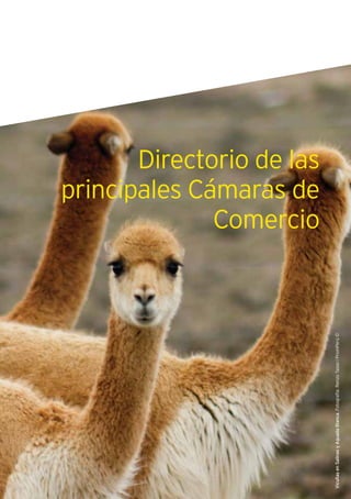 193Guía de Negocios e Inversión en el Perú
Directorio de las
principales Cámaras de
Comercio
VicuñasenSalinasyAguadaBlanca.Fotografía:RenzoTassolPromPerú©
 