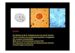 QUISTE
Es idéntico al de E. histolytica pero de menor tamaño
Tiene 4 núcleos con endosomas grandes e irregulares
Sin
Si cuerpos cromatoidales
t id l
Mide de 5 a 10 micrómetros (común 6-8)
En ocasiones se confunde con Enteromonas hominis
(Tinción lugol y t i ó i )
(Ti ió l
l tricrómica)

 