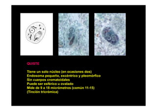 QUISTE
Tiene un solo núcleo (en ocasiones dos)
Endosoma pequeño, excéntrico y pleomórfico
Sin cuerpos cromatoidales
Puede ser esférico u ovalado
Mide de 9 a 18 micrómetros (común 11-15)
(
(Tinción tricrómica)
)

 