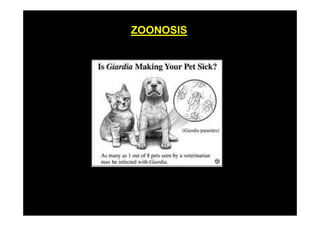 ZOONOSIS

 
