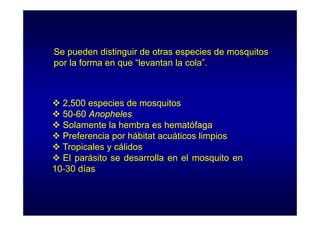 Se pueden distinguir de otras especies de mosquitos
por la forma en que “levantan la cola”.
levantan cola

2,500 especies de mosquitos
50-60
50 60 Anopheles
Solamente la hembra es hematófaga
Preferencia por hábitat acuáticos limpios
Tropicales y cálidos
El parásito se desarrolla en el mosquito en
10-30 días

 