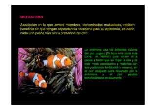 MUTUALISMO
Asociación en la que ambos miembros, denominados mutualistas, reciben
be e c o s
beneficio sin que tengan dependencia necesaria para su existencia, es decir,
e ga depe de c a ecesa a pa a
e s e c a,
dec ,
cada uno puede vivir sin la presencia del otro.

La anémona usa los brillantes colores
del pez payaso (Si tiene una aleta más
corta, ¡es Nemo!) para atraer otros
peces y hacer que se dirijan a ella y de
este modo paralizarlos y matarlos con
sus poderosos tentáculos y veneno así
veneno,
el pez atrapado será devorado por la
anémona
y
el
pez
payaso
beneficiándose mutuamente.

 