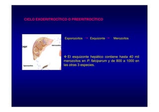 CICLO EXOERITROCÍTICO O PREERITROCÍTICO
Í
Í

Esporozoítos

Esquizonte

Merozoítos

El esquizonte h áti
i
t hepático contiene h t 40 mil
ti
hasta
il
merozoítos en P. falciparum y de 800 a 1000 en
las otras 3 especies.

 