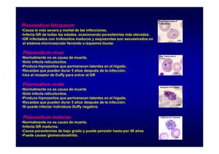 Plasmodium falciparum
•Causa la más severa y mortal de las infecciones.
•Infecta GR de todas las edades, ocasionando parasitemias más elevadas.
•GR infectados con trofozoítos maduros y esquizontes son secuestrados en
el sistema microvascular llevando a isquemia tisular.
l i t
i
l ll
d
i
i ti l

Plasmodium vivax
•Normalmente no es causa de muerte.
•Solo infecta reticulocitos.
•Produce hipnozoitos que permanecen latentes en el hígado.
•Recaídas que pueden durar 5 años después de la infección.
•Usa el receptor de Duffy para entrar al GR

Plasmodium ovale
•Normalmente no es causa de muerte
•Solo infecta reticulocitos.
Solo
•Produce hipnozoitos que permanecen latentes en el hígado.
•Recaídas que pueden durar 5 años después de la infección.
•Si puede infectar individuos Duffy negativo.

Plasmodium malariae
•Normalmente no es causa de muerte.
•Infecta GR maduros.
•Causa parasitemias de bajo grado y puede persistir hasta por 40 años
•Puede causar glomerulonefritis.

 