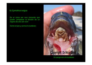 6) Cymothoa exigua

Es el único ser vivo conocido que
puede ¡remplazar la función de un
órgano de otro ser vivo!
Come el pez y come el crustáceo.

Un pargo con el crustáceo

 