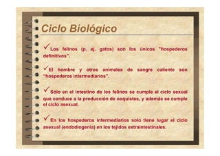 Ciclo Bi ló i
Ci l Biológico
Los felinos (p. ej. gatos) son los únicos "hospederos
definitivos".
El hombre y otros animales de sangre caliente son
p
“hospederos intermediarios".
Sólo en el intestino de los felinos se cumple el ciclo sexual
que conduce a la producción de ooquistes, y además se cumple
el ciclo asexual.
En los hospederos intermediarios solo tiene lugar el ciclo
asexual (endodiogenia) en los tejidos extraintestinales.

 