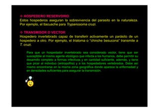 HOSPEDERO RESERVORIO
Estos hospederos aseguran la sobrevivencia del parasito en la naturaleza.
Por ejemplo, el tlacuache para Trypanosoma cruzi.
TRANSMISOR O VECTOR
Hospedero invertebrado capaz de transferir activamente un parásito de un
hospedero a otro. Por ejemplo, el triatoma o “chinche besucona” transmite a
T. cruzi.
Para que un hospedador invertebrado sea considerado vector, tiene que ser
susceptible al mismo agente etiológico que infecta a los humanos debe permitir su
humanos,
desarrollo completo a formas infectivas y en cantidad suficiente, además, y tiene
que picar al individuo (antropofilia) y a los hospedadores vertebrados. Debe así
mismo encontrarse en la misma zona geográfica donde aparece la enfermedad y
en densidades suficientes para asegurar la transmisión.

 