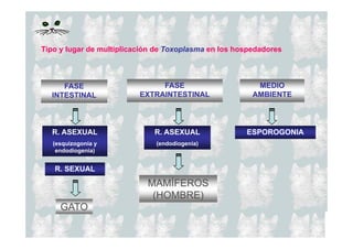 Tipo y lugar de multiplicación de Toxoplasma en los hospedadores

FASE
INTESTINAL

FASE
EXTRAINTESTINAL

R. ASEXUAL

R. ASEXUAL

(esquizogonia y
endodiogenia)
g
)

(endodiogenia)

R. SEXUAL

MAMÍFEROS
(HOMBRE)
GATO

MEDIO
AMBIENTE

ESPOROGONIA

 