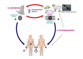 H. DEFINITIVO
FASE INFECTANTE
FASE DX

PERROS, RESES, REPTILES

OOQUISTES
HECES

QUISTES
TISULARES

H. INTERMEDIARIOS

 