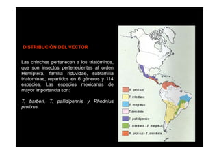 DISTRIBUCIÓN DEL VECTOR
Las chinches pertenecen a los triatóminos,
que son insectos pertenecientes al orden
Hemíptera, familia riduvidae, subfamilia
triatominae, repartidos en 6 géneros y 114
especies. Las especies mexicanas de
mayor importancia son:
T. barberi, T. pallidipennis y Rhodnius
prolixus.

 