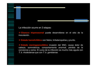La infección ocurre en 3 etapas:
Chancro tripanosomal puede desarrollarse en el sitio de la
inoculación.
Estado hemolinfático con fiebre, linfadenopatías y prurito.
Estado meningoencefálico invasión del SNC, causa dolor de
cabeza, somnolencia, comportamiento anormal, pérdida de la
conciencia y coma. El curso d l i f
i
i
de la infección es mucho más aguda con
ió
h
á
d
T. b. rhodesiense que con T. b. gambiense.

 