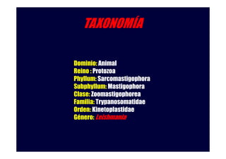 TAXONOMÍA
Dominio:
Dominio Animal
Reino : Protozoa
Phyllum: Sarcomastigophora
Subphyllum: Mastigophora
Clase: Zoomastigophorea
Familia: Trypanosomatidae
Orden: Kinetoplastidae
Género:
Género Leishmania

 