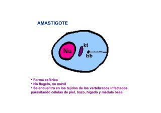 AMASTIGOTE

• Forma esférica
• No flagelo, no móvil
• Se encuentra en los tejidos de los vertebrados infectados,
parasitando células de piel, bazo, hígado y médula ósea

 