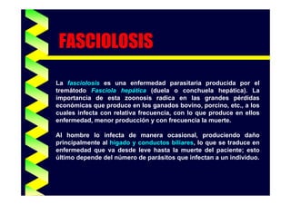 FASCIOLOSIS
La fasciolosis es una enfermedad parasitaria producida por el
tremátodo Fasciola hepática (duela o conchuela hepática). La
importancia de esta zoonosis radica en las grandes pérdidas
económicas que produce en los ganados bovino, porcino, etc., a los
cuales infecta con relativa frecuencia, con lo que produce en ellos
enfermedad, menor producción y con frecuencia la muerte.
Al hombre lo infecta de manera ocasional, produciendo daño
principalmente al hígado y conductos biliares, lo que se traduce en
enfermedad que va desde leve hasta la muerte del paciente; esto
último depende del número de parásitos que infectan a un individuo.

 