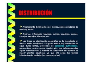 DISTRIBUCIÓN
Ó
Ampliamente distribuido en el mundo, países criadores de
ovejas y vacas.
América: infectando bovinos, ovinos, caprinos, cerdos,
conejos, venados, bisontes, etc.
Las áreas de distribución geográfica de la fasciolosis en
México están confinadas a lugares donde hay corrientes de
agua dulce lentas, presencia de caracoles pulmonados,
ganado tipo vacuno, ovino, caprino, etc., que defequen en las
aguas mencionadas y además la costumbre del hombre de
ingerir plantas acuáticas, ya que ahí están las formas
infectantes del
i f t t d l parásito (l metacercarias)
á it (las
t
i )

 