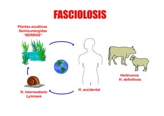 FASCIOLOSIS
Plantas acuáticas
Semisumergidas
“BERROS”

Herbívoros
H. definitivos

H. intermediario
y
Lymnaea

H. accidental

 
