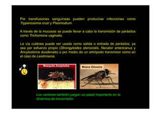 Por t
P
transfusiones sanguíneas pueden producirse i f
f i
í
d
d i
infecciones como
i
Trypanosoma cruzi y Plasmodium.
A través de la mucosas se puede llevar a cabo la transmisión de parásitos
como Trichomona vaginalis.
La vía cutánea puede ser usada como salida o entrada de parásitos ya
parásitos,
sea por esfuerzo propio (Strongyloides stercoralis, Necator americanus y
Ancylostoma duodenale) o por medio de un artrópodo transmisor como en
el caso de Leishmania.
Mosquito Anopheles

Mosca Glossina

Los vectores también juegan un papel importante en la
j g
p p
p
dinámica de transmisión

 