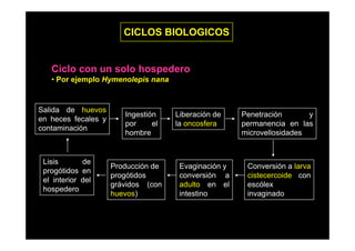 CICLOS BIOLOGICOS

Ciclo con un solo hospedero
• Por ejemplo Hymenolepis nana

Salida de huevos
en heces fecales y
contaminación
t i
ió

Lisis
de
progótidos en
e
el interior del
e o de
hospedero

Ingestión
por
el
hombre

Producción de
progótidos
grávidos (
á id
(con
huevos)

Liberación de
la oncosfera

Evaginación y
conversión a
adulto en el
d lt
l
intestino

Penetración
y
permanencia en las
microvellosidades

Conversión a larva
cistecercoide con
escólex
ól
invaginado

 