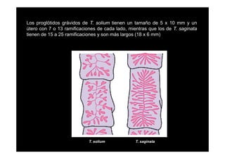 Los proglótidos grávidos de T. solium tienen un tamaño de 5 x 10 mm y un
p g
g
útero con 7 o 13 ramificaciones de cada lado, mientras que los de T. saginata
tienen de 15 a 25 ramificaciones y son más largos (18 x 6 mm)

T. solium

T. saginata

 
