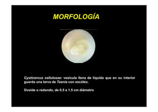 MORFOLOGÍA

Cysticercus cellulosae: vesícula llena de líquido que en su interior
guarda una larva de Taenia con escólex
escólex.
Ovoide o redondo, de 0.5 a 1.5 cm diámetro

 