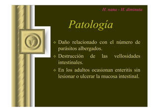 H. nana - H. diminuta

Patología
Daño relacionado con el número de
parásitos albergados.
Destrucción de las vellosidades
intestinales.
En los d lt
E l adultos ocasionan enteritis sin
i
t iti i
lesionar o ulcerar la mucosa intestinal.

 