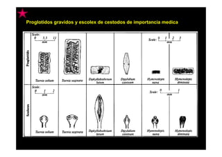 Proglotidos gravidos y escolex de cestodos de importancia medica

 
