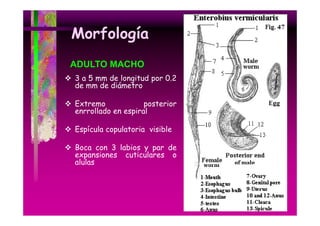 Morfología
ADULTO MACHO
3 a 5 mm de longitud por 0.2
de mm de diámetro
Extremo
posterior
enrrollado en espiral
Espícula copulatoria visible
Boca con 3 labios y par de
expansiones cuticulares o
alulas

 