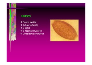 HUEVO
Forma ovoide
Cubierta triple
2 polos
2 tapones mucosos
Citoplasma granuloso

 