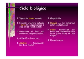 Ciclo biológico
Ingestión huevo larvado

Oviposición

Eclosión intestino delgado
- larva libre (permanece 3
días en las vellosidades)

Huevos en luz intestinal
salen con las heces

Desciende al final del
intestino delgado y colon

Suelo: maduración del
huevo con desarrollo de la
larva (diez días) en dos
p
etapas

Adhesión a la mucosa
Adultos
fecundación
(de 1 a 3 meses)

Huevo larvado

 