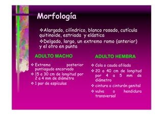 Morfología
Alargado, cilíndrico, blanco rosado, cutícula
quitinoide, estriada y elástica
Delgado, largo, un extremo romo (anterior)
y el otro en punta
l
ADULTO MACHO

ADULTO HEMBRA

Extremo
posterior
p
puntiagudo encorvado
g
15 a 30 cm de longitud por
2 a 4 mm de diámetro
1 par de espículas

Cola o cauda afilada
20 a 40 cm de longitud
por 4 a 5 mm de
diámetro
cintura o cinturón genital
vulva
o
hendidura
transversal

 