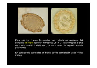 Para que los huevos fecundados sean infectantes requieren 2-4
semanas en suelos cálidos y húmedos a 25° C . Transformación a larva
de primer estadio (rhabditoide) y posteriormente de segundo estadio
(infectante).
En condiciones adecuadas en huevo puede permanecer viable varios
meses.

 