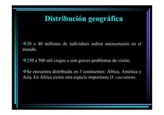 Distribución geográfica
20 a 40 millones de individuos sufren oncocercosis en el
mundo.
250 a 500 mil ciegos o con graves problemas de visión.
Se
S encuentra di t ib id en 3 continentes: Áf i A é i y
t distribuida
ti t África, América
Asia. En África existe otra especie importante O. caecutiens.

 