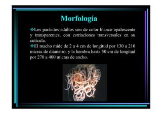 Morfología
Los parásitos adultos son de color blanco opalescente
p
p
y transparentes, con estriaciones transversales en su
cutícula.
El macho mide de 2 a 4 cm de longitud por 130 a 210
micras de diámetro, y la hembra hasta 50 cm de longitud
por 270 a 400 micras de ancho
ancho.

 