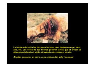 La hembra deposita las larvas en heridas, pero también en ojo, nariz,
ano, etc. Los cerca de 200 huevos generan larvas que al crecer se
alimentas dañando el tejido, atrayendo más moscas, etc etc.
¡Pueden consumir un perro o una oveja en t solo 1 semana!
P d
i
j
tan l
!

 