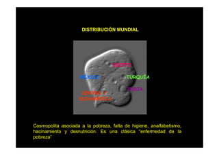 DISTRIBUCIÓN MUNDIAL

EGIPTO
MÉXICO
CENTRO Y
SUDAMERICA

TURQUÍA
INDIA

Cosmopolita asociada a la pobreza, falta de higiene, analfabetismo,
hacinamiento y d
h i
i t
desnutrición. E una clásica “ f
t i ió
Es
lá i
“enfermedad d l
d d de la
pobreza”

 