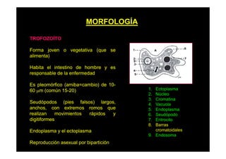 MORFOLOGÍA
TROFOZOÍTO
Forma joven o vegetativa (que se
alimenta)
Habita el intestino de hombre y es
responsable de la enfermedad
Es pleomórfico (amiba=cambio) de 1060 µm (común 15-20)
Seudópodos (pies falsos) largos,
anchos, con extremos romos que
realizan
movimientos
rápidos
p
y
digitiformes
Endoplasma y el ectoplasma
Reproducción asexual por bipartición

1.
2.
3.
3
4.
5.
6.
7.
8.

Ectoplasma
Núcleo
Cromatina
C
i
Vacuola
Endoplasma
Seudópodo
Eritrocito
Barras
cromatoidales
9. Endosoma
9 E d

 