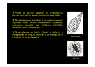 Ambos se pueden observar en preparaciones
hechas con materias fecales recientemente emitidas.
El endoplasma es granuloso y se pueden encontrar
organelos como retículo endoplásmico, ribosomas,
numerosas vacuolas que contienen eritrocitos,
q
,
bacterias, restos celulares, etc.
El ectoplasma es hialino (limpio o diáfano) y
transparente sin ninguna inclusión y se encarga de la
formación de los seudópodos.

Trofozoíto

Quiste

 