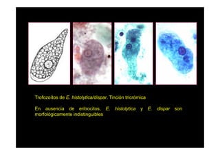 Trofozoítos de E. histolytica/dispar. Tinción tricrómica
En ausencia de eritrocitos, E.
morfológicamente i di ti
f ló i
t indistinguibles
ibl

histolytica

y

E.

dispar

son

 