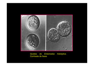Quistes de Entamoeba
Contraste de f
C
fases

histolytica.

 